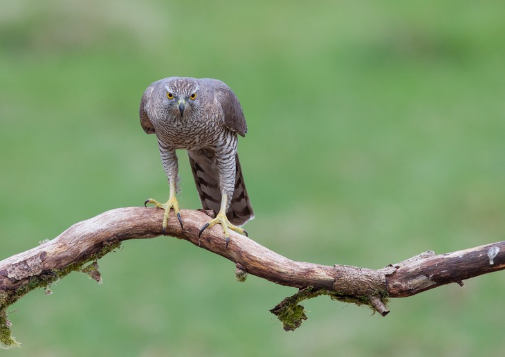 goshawk