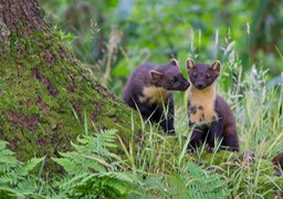 pine marten