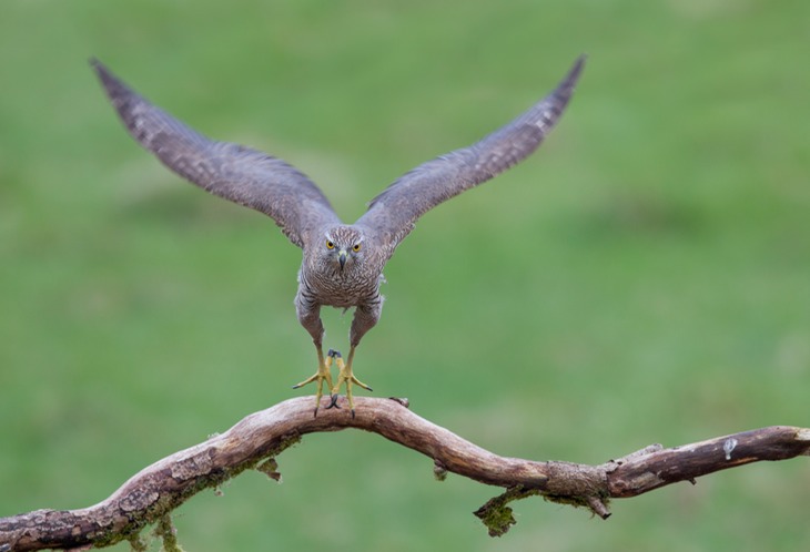 goshawk