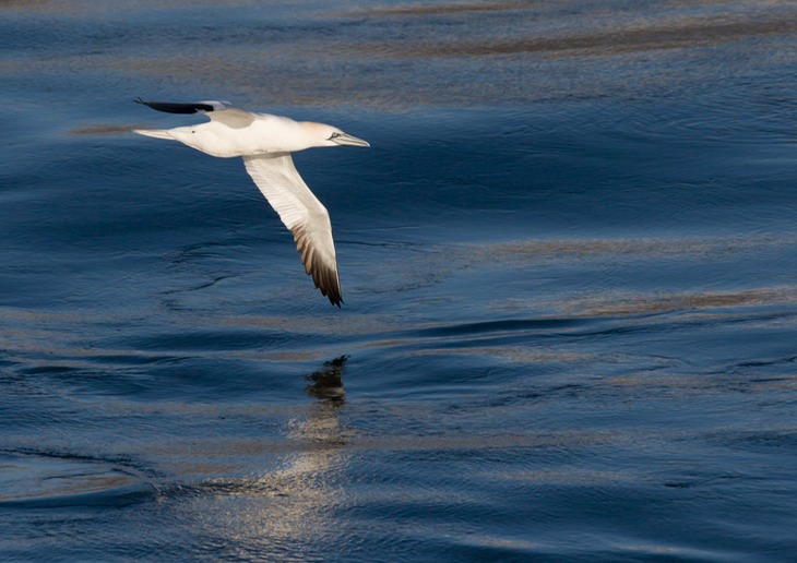 gannet