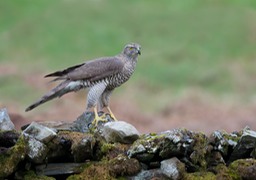 goshawk