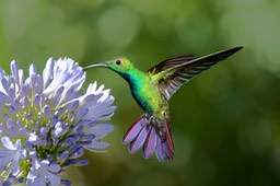 green breasted mango