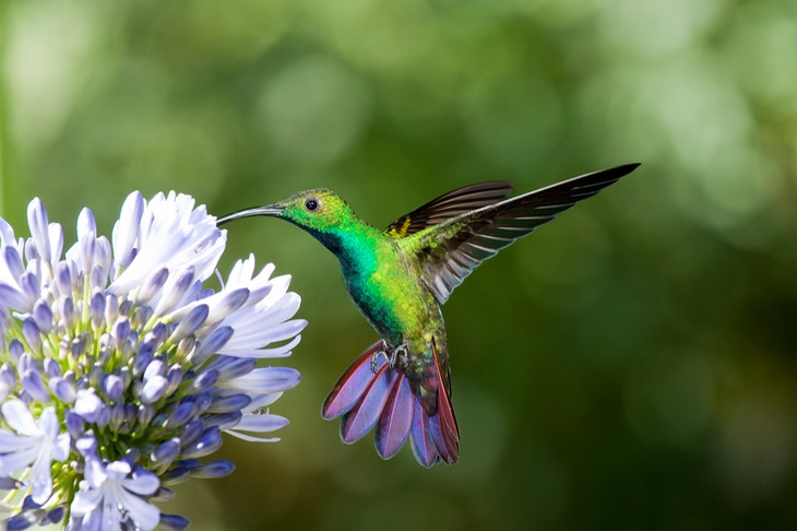 green breasted mango