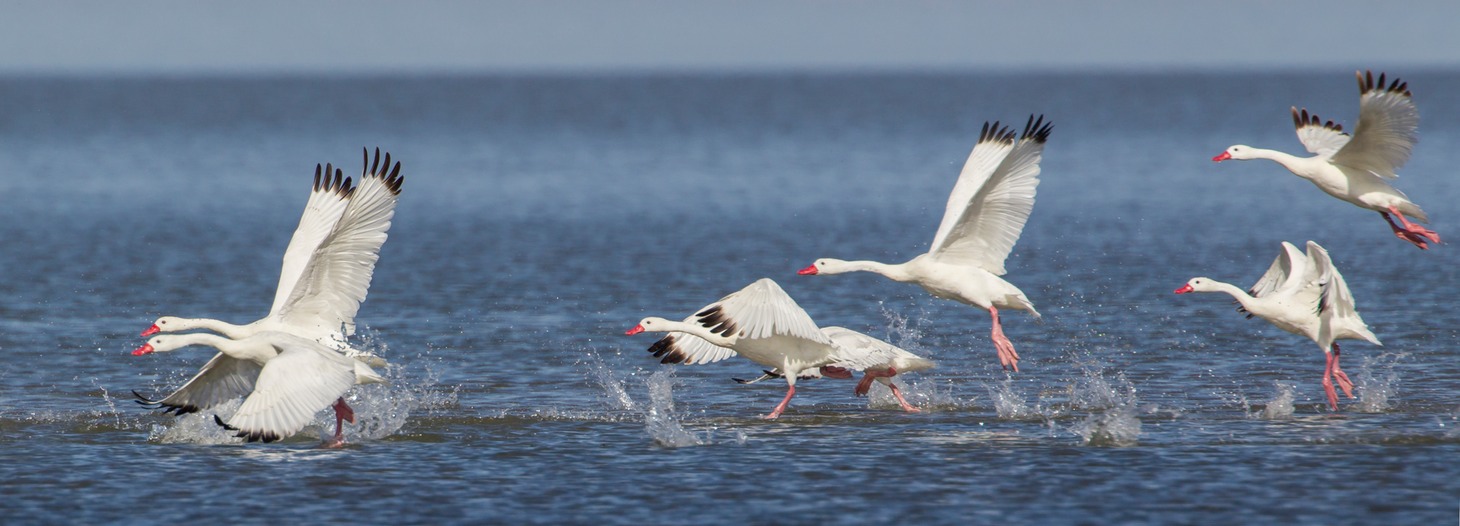 coscoroba swan