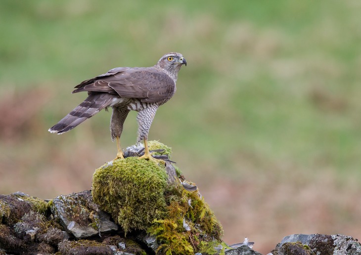 goshawk