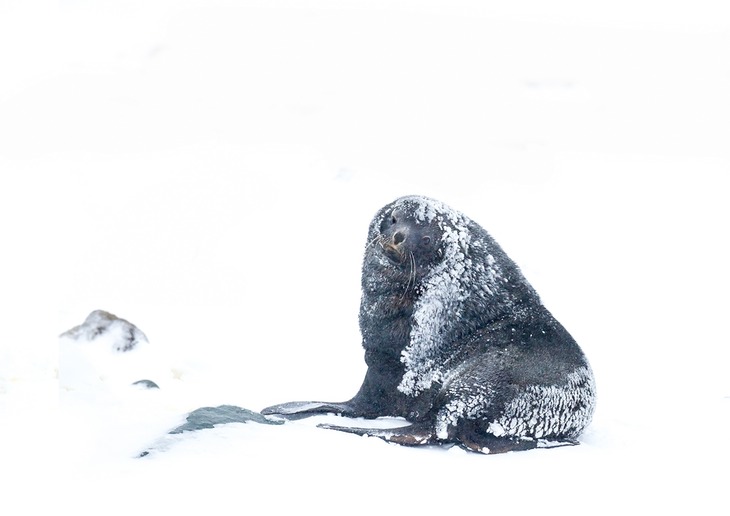 southern fur seal