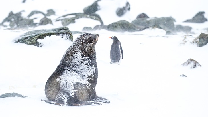 southern fur seal