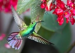 green breasted mango