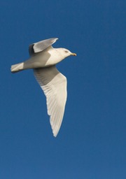 iceland gull