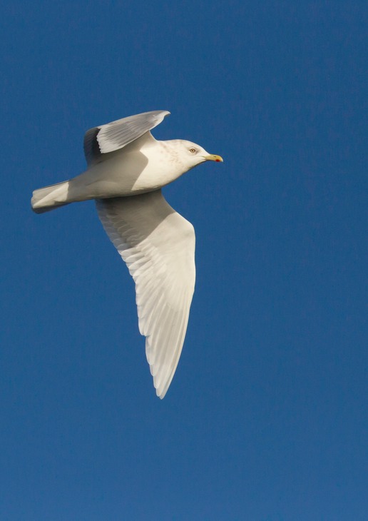 iceland gull