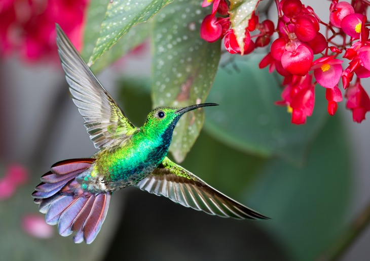 green breasted mango