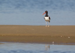 american oystercatcher