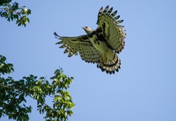 harpy eagle