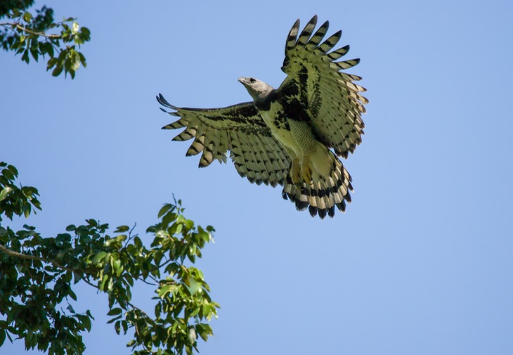 harpy eagle