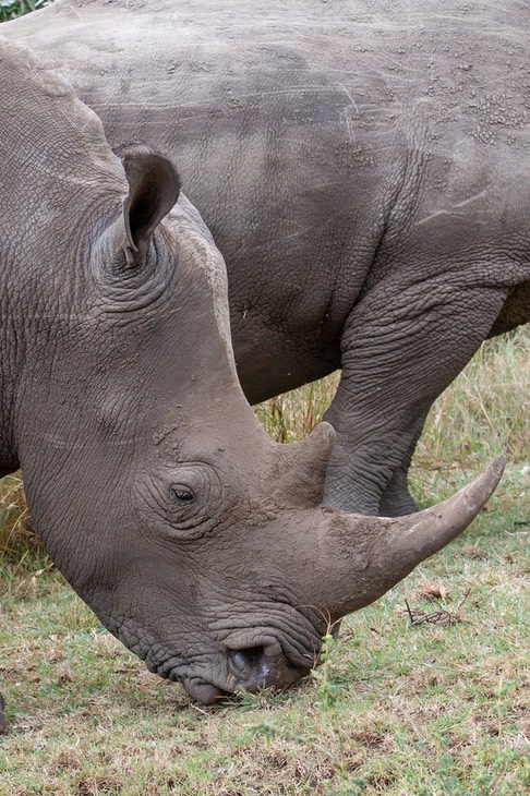 white rhinoceros