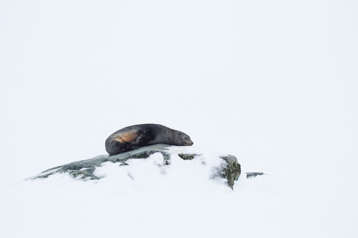 southern fur seal