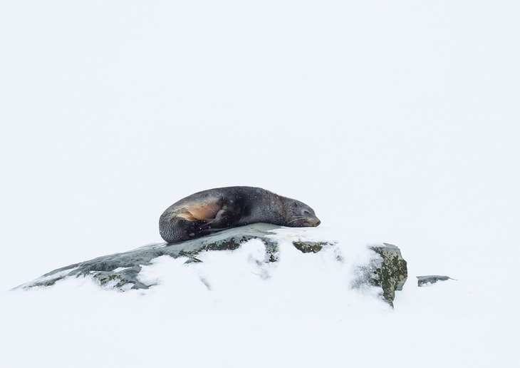 southern fur seal