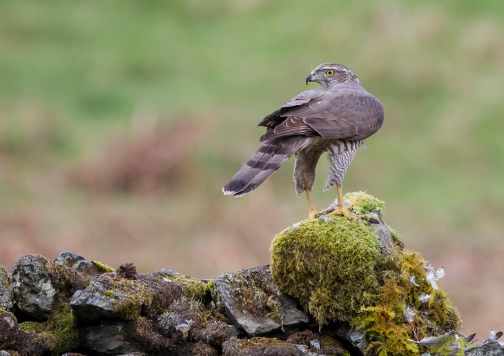 goshawk