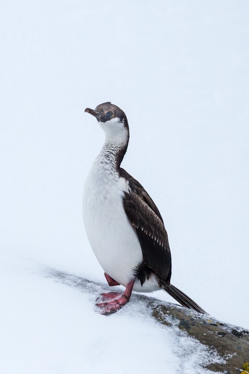 south georgia shag