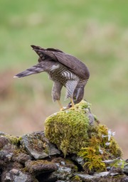 goshawk