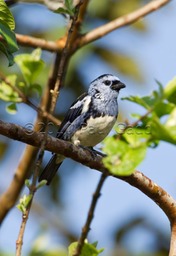 white bellied tanager