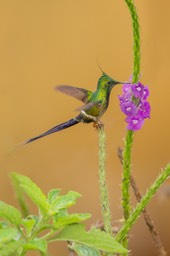 wire crested thorntail