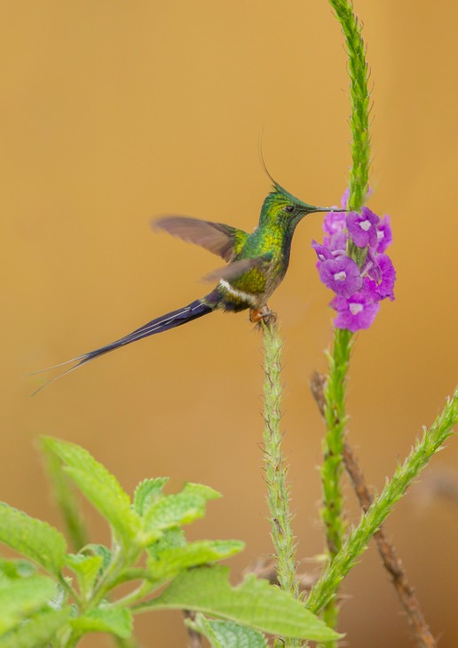 wire crested thorntail