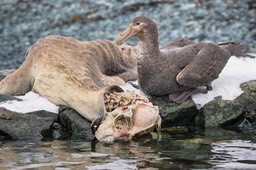 southern giant petrel