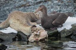 southern giant petrel