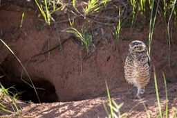 burrowing owl