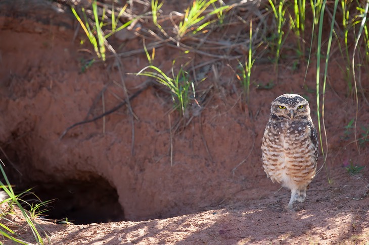 burrowing owl