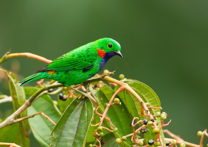 orange eared tanager