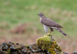 goshawk