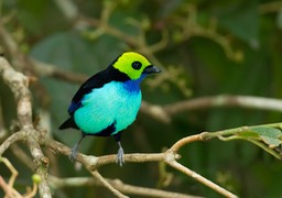 paradise tanager