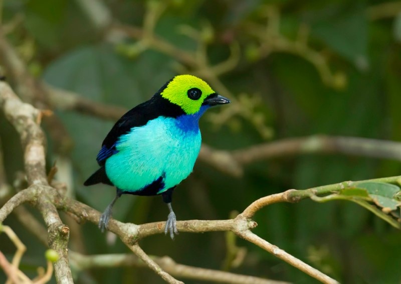 paradise tanager