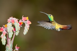 green breasted mango