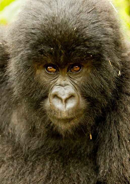 mountain gorilla