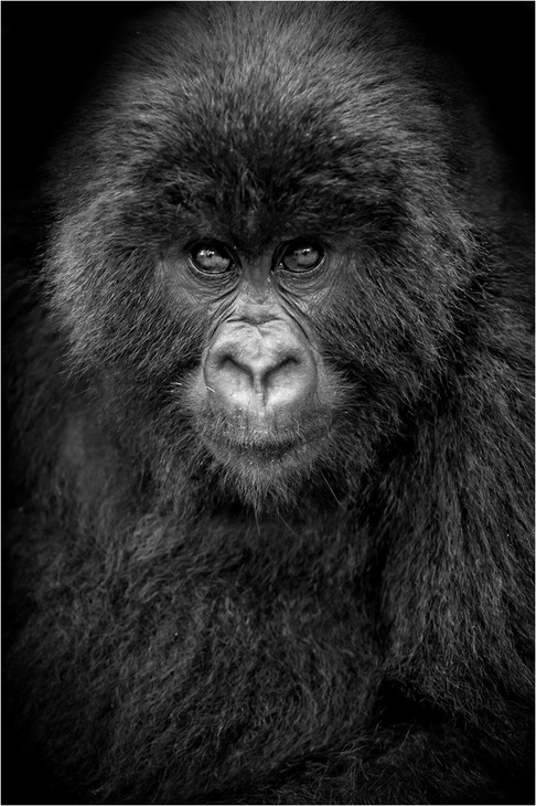 mountain gorilla