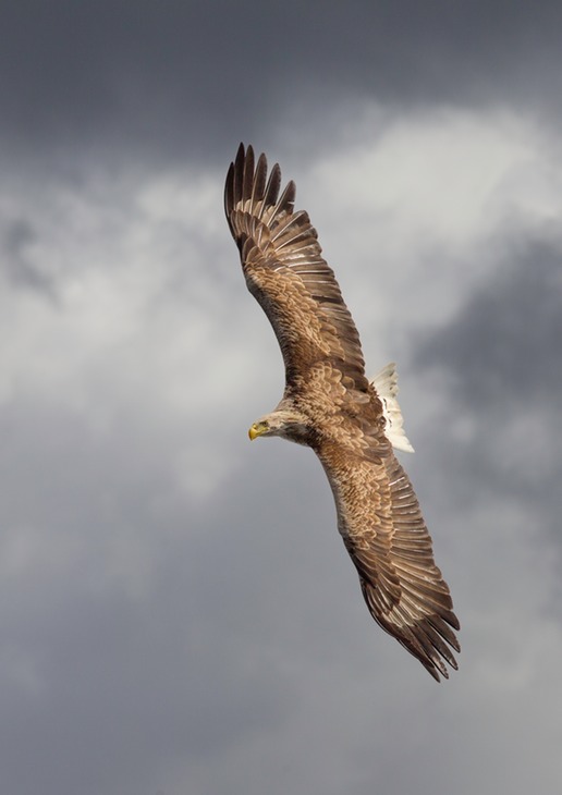 white tailed eagle