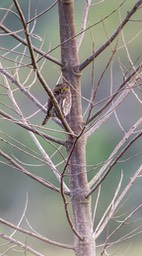 least pygmy owl