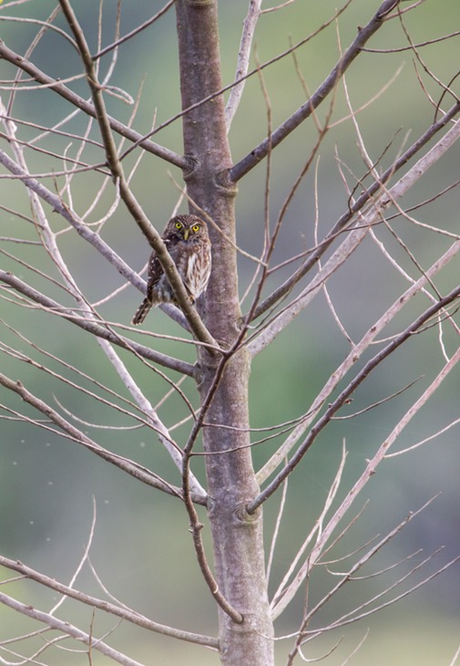 least pygmy owl