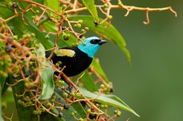 blue necked tanager