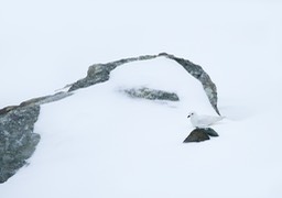 snow petrel