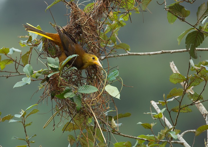 russet backed oropendola