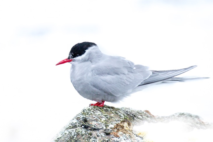 antarctic tern