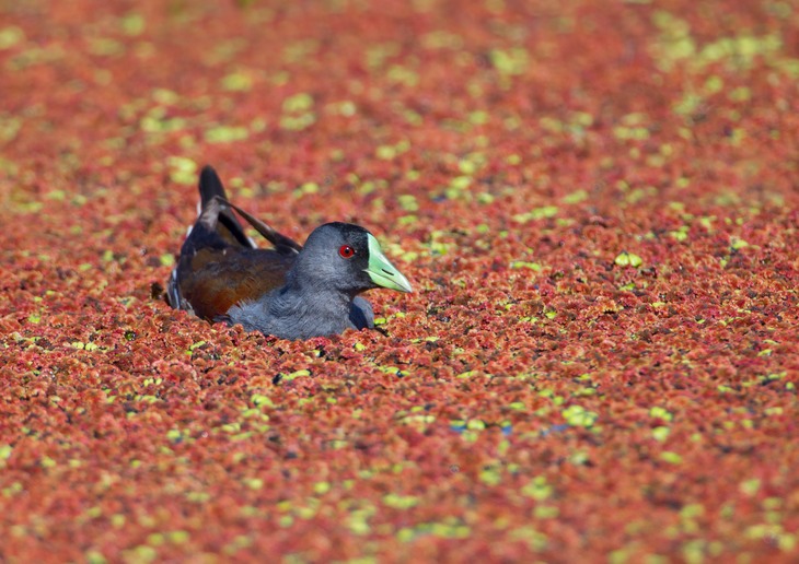 spot flanked gallinule