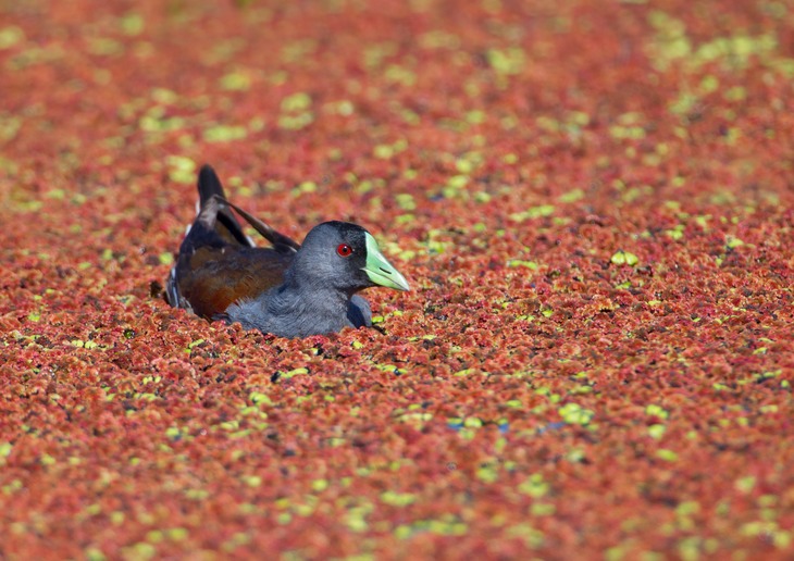 spot flanked gallinule