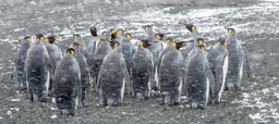 king penguin