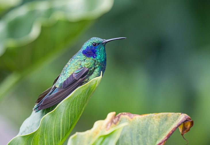 green violetear