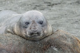 southern elephant seal